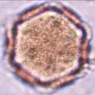 hyptis